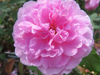 Close-up of a vibrant pink rose in full bloom