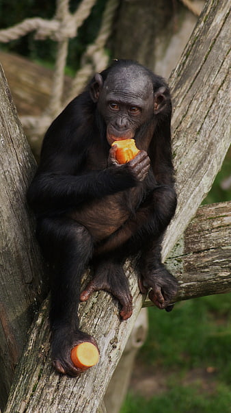 Baby Bonobo Eating Carrot in Tree