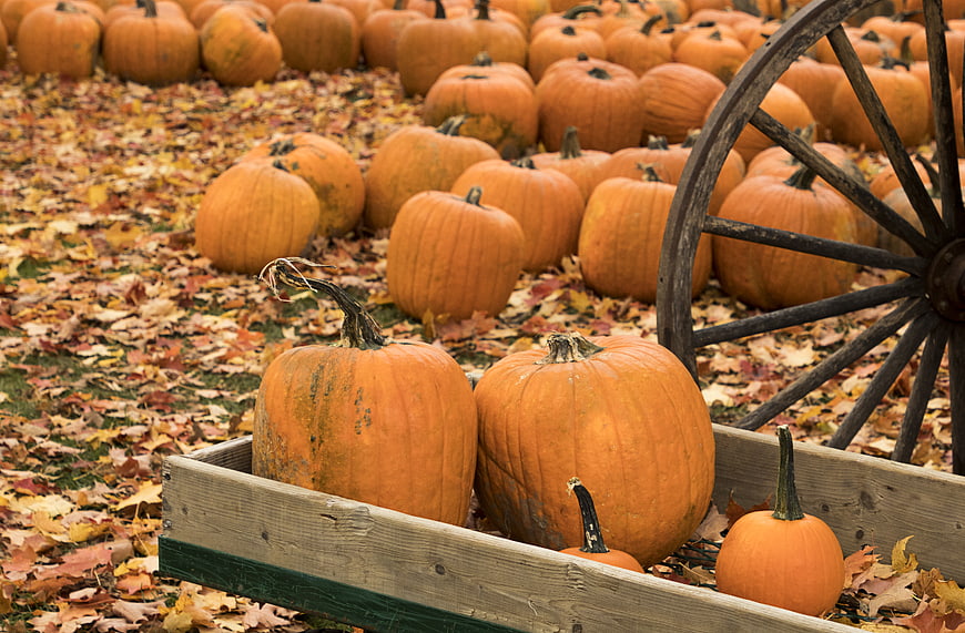 Rustic Wooden Wagon Wheel with Pumpkins in Autumn Field