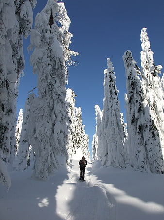 Snowshoeing through snow-covered pine trees in winter forest