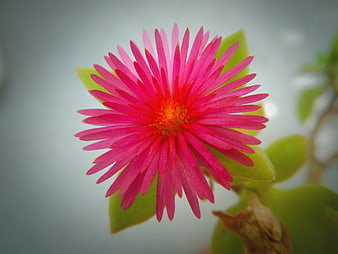 Vibrant Pink Ice Plant Flower Close-Up