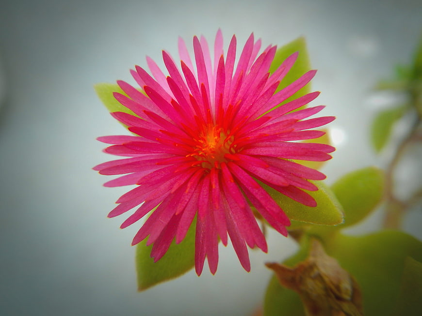 Vibrant Pink Ice Plant Flower Close-Up