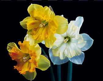 Three Daffodils on Black Background