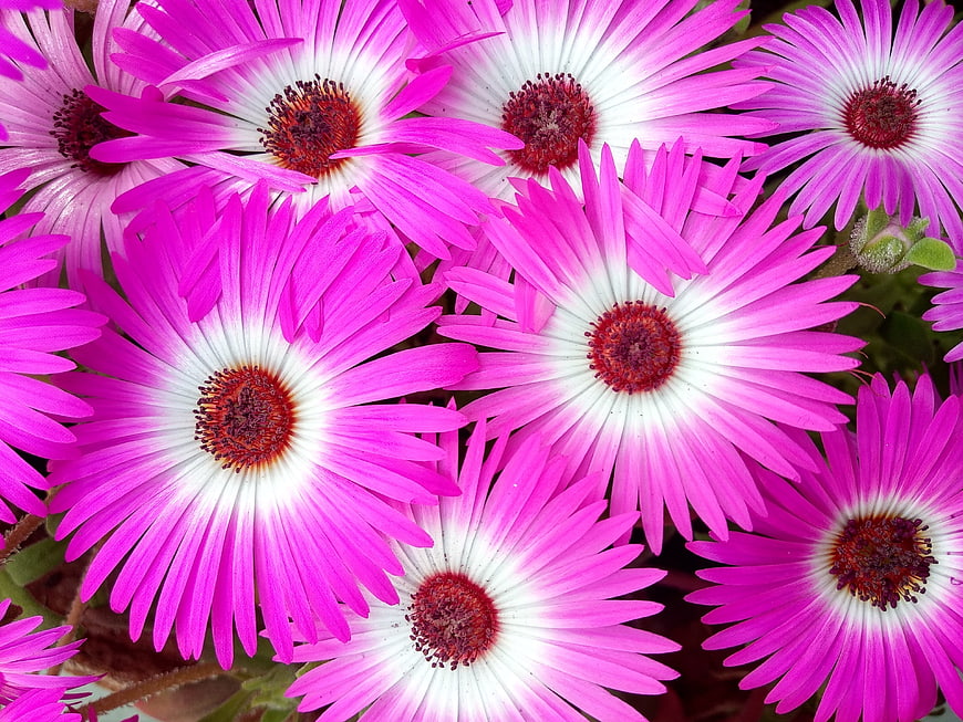 Vibrant Pink Ice Plant Flowers Close-Up
