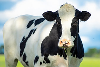 Close-up of a black and white dairy cow in a green pasture
