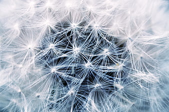Macro Close-Up of White Dandelion Seeds with Blue Tint