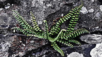 Green Maidenhair Fern Growing on Textured Rock Surface