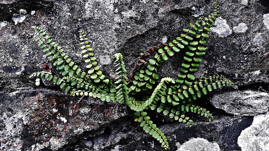 Green Maidenhair Fern Growing on Textured Rock Surface