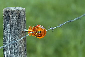 Orange Insulator on Barbed Wire Fence Post