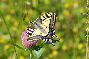 Old World Swallowtail Butterfly on Pink Clover Flower