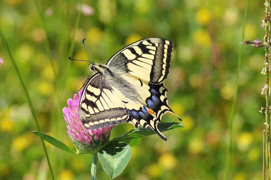 Old World Swallowtail Butterfly on Pink Clover Flower