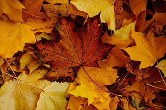 Close-up of vibrant yellow and brown autumn maple leaves