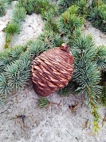 Large Brown Pine Cone on Blue Spruce Needles