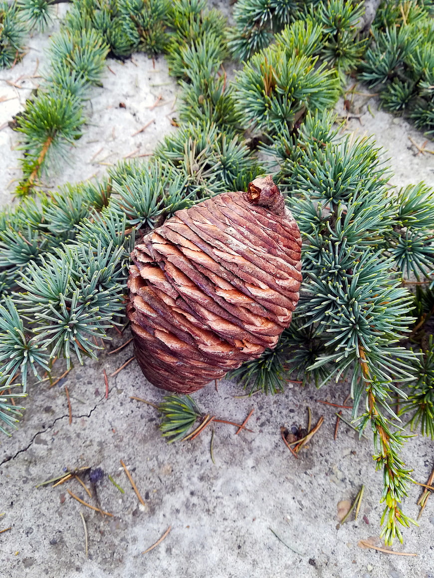 Large Brown Pine Cone on Blue Spruce Needles
