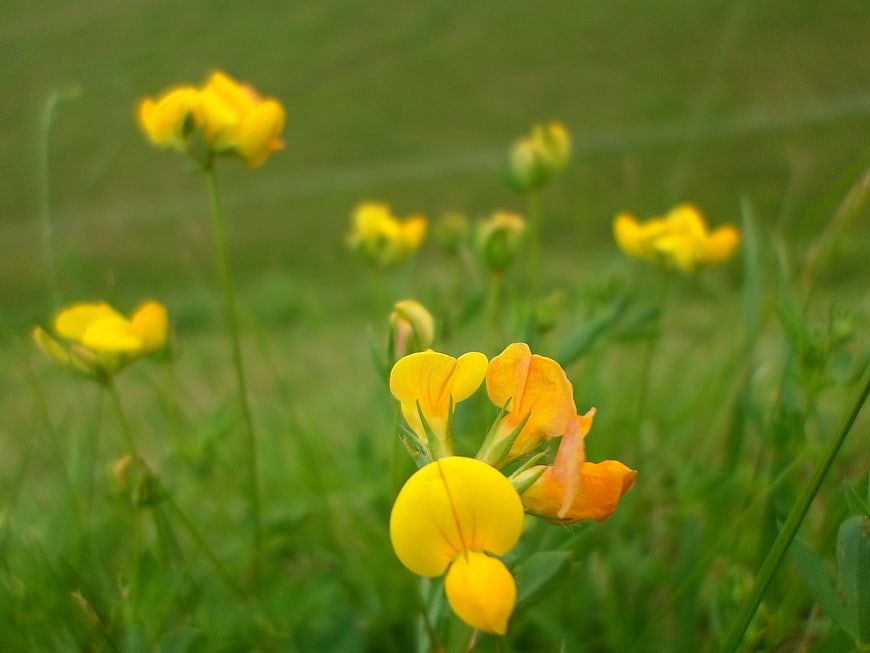 Close-up of yellow bird's-foot trefoil flowers in a green meadow