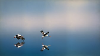 Two white storks flying over calm blue water with reflections