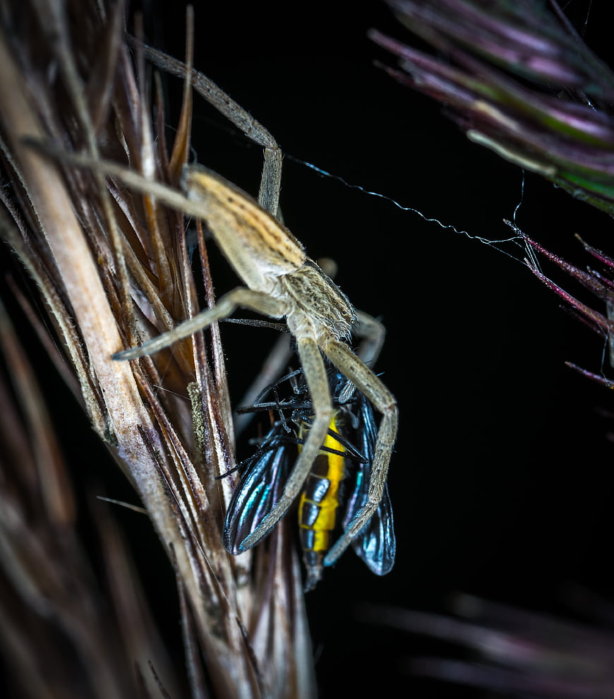 Close-up of a spider hunting a fly on a plant stem