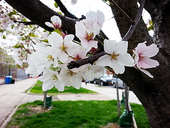 Close-up of White Cherry Blossoms on a Branch