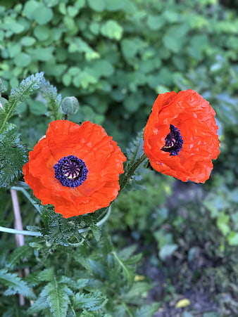 Vibrant red poppies with dark centers in a green garden