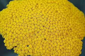 Close-up of yellow flower head texture pattern