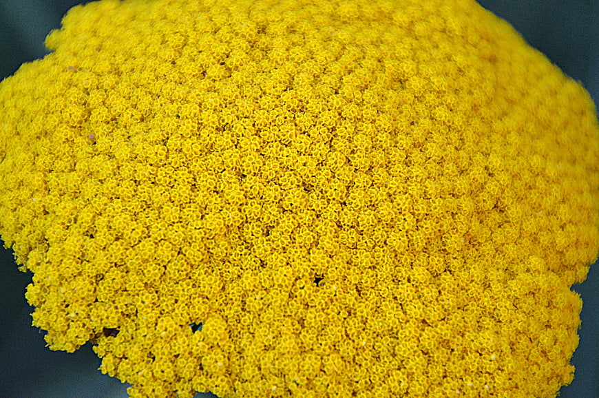 Close-up of yellow flower head texture pattern