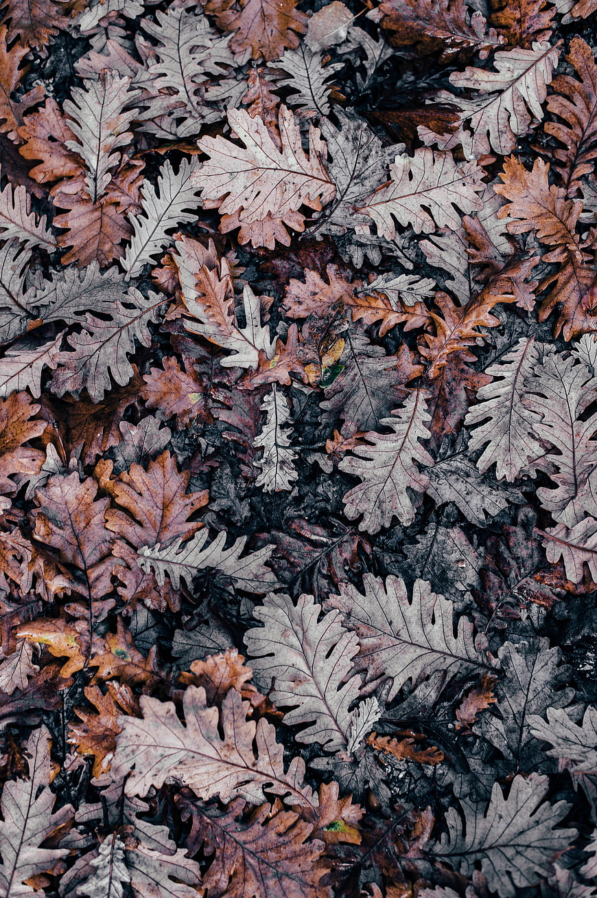 Textured Background of Dried Oak Leaves in Autumn