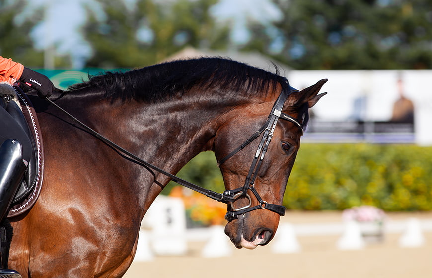 Brown Dressage Horse Head and Neck Close-Up
