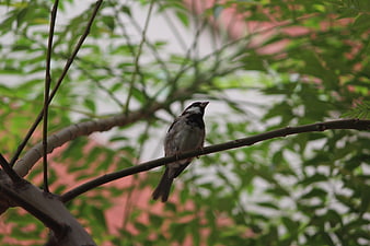 Small Sparrow Perched on Tree Branch with Green Leaves
