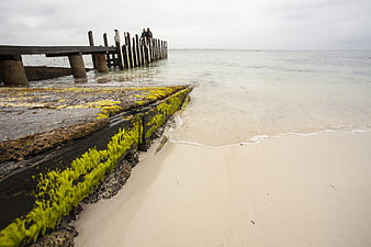 Weathered wooden pier with bright green algae on sandy beach