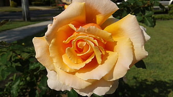 Close-up of a vibrant yellow and orange rose in sunlight