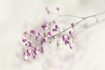 Delicate Pink Flower Buds on Thin Stems Against Soft White Background