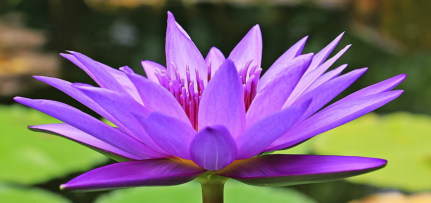 Vibrant Purple Water Lily Close-Up on Green Pond