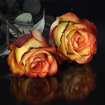 Two Bicolor Yellow and Red Roses with Reflection on Black