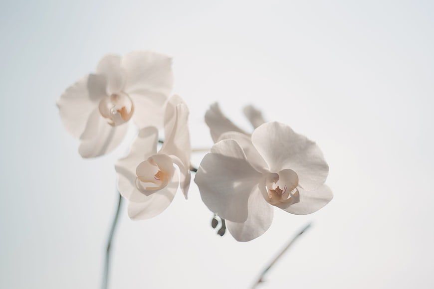 White Orchid Flowers on Minimalist White Background