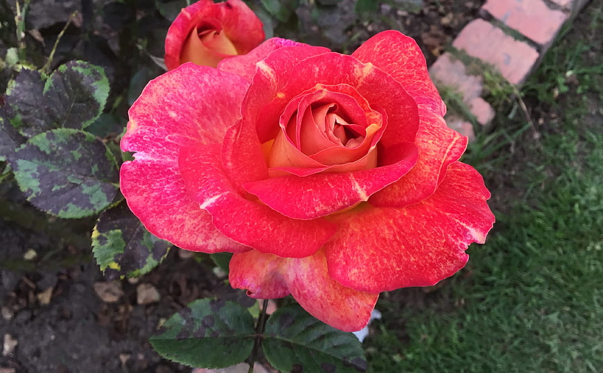 Vibrant Red and Orange Rose Close-Up in Garden