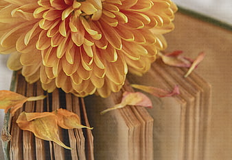 Close-up of orange chrysanthemum on vintage book pages