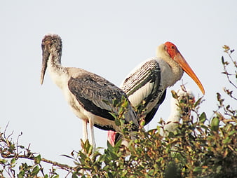 Painted Stork and Chick Perched in Tree Branches