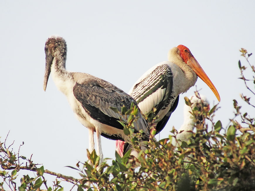 Painted Stork and Chick Perched in Tree Branches
