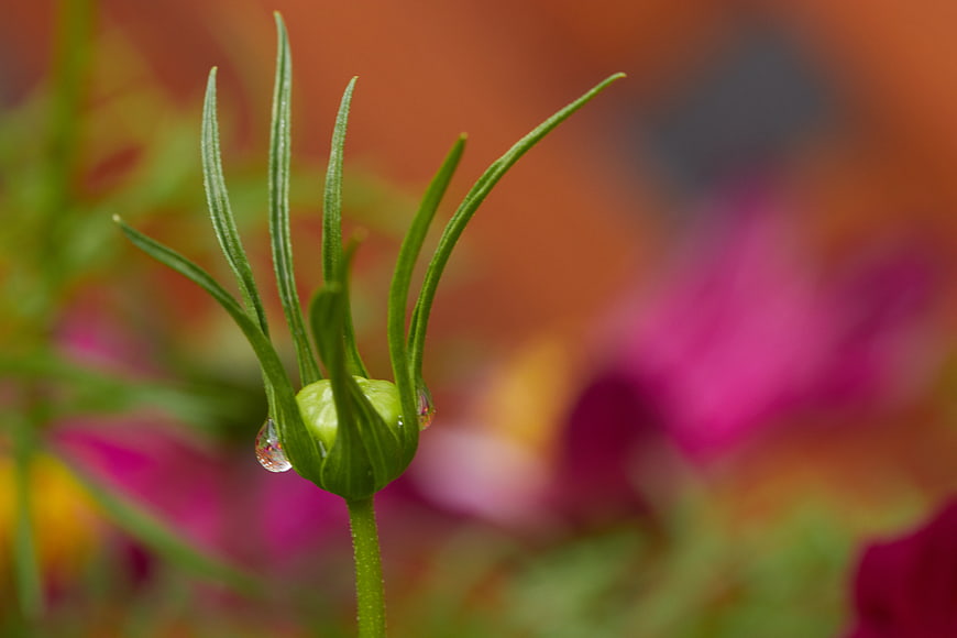 Close-up of green flower bud with water droplets