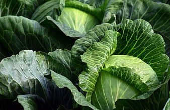 Fresh Green Cabbage Heads Growing In Garden