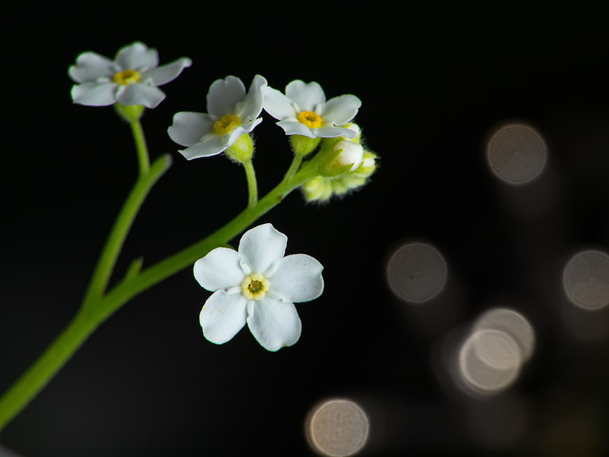 White Forget-Me-Not Flowers with Bokeh Background