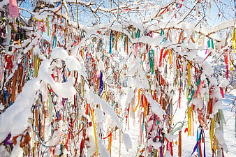 Colorful ribbons hanging on snow-covered tree branches in winter