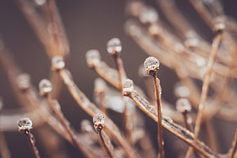 Close-up of Frozen Branches with Ice Crystals