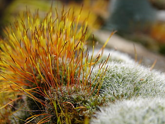 Macro photography of vibrant orange moss sporophytes