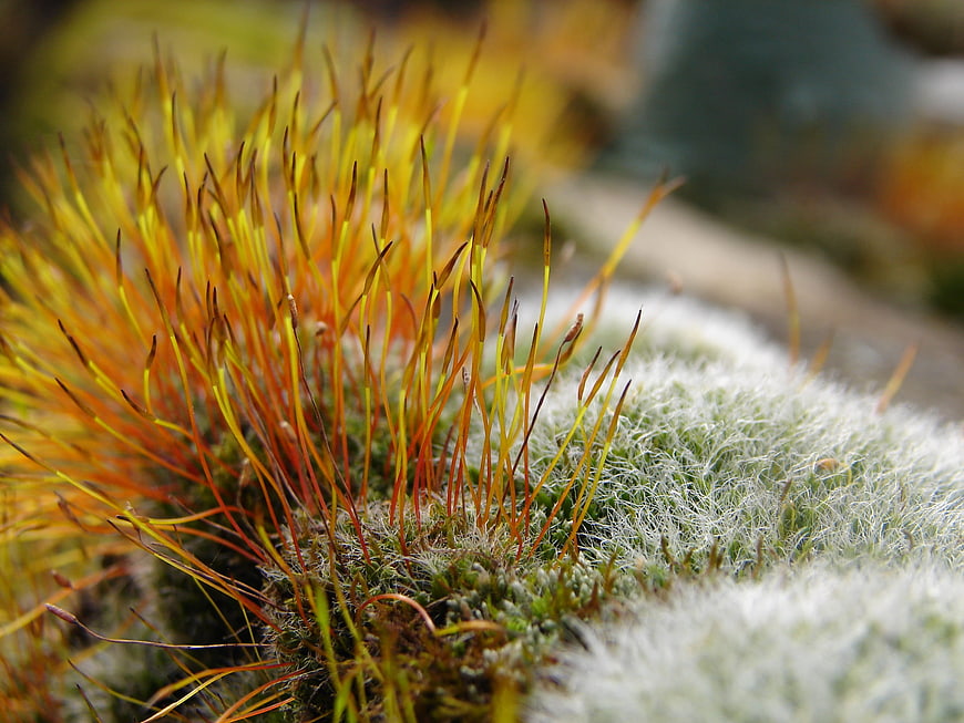 Macro photography of vibrant orange moss sporophytes