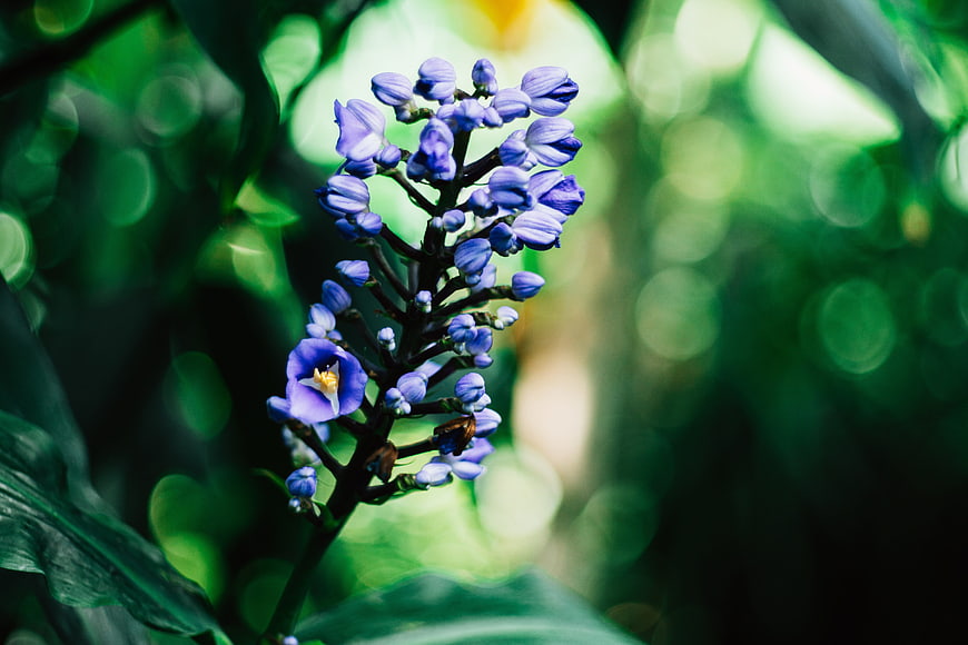 Close-up of purple flower with green bokeh background