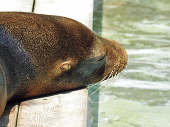 Sleeping Sea Lion Resting on Wooden Dock