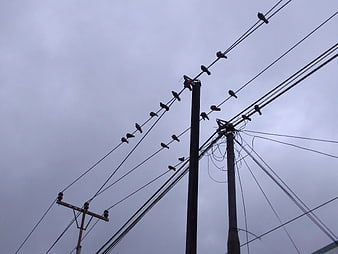 Silhouettes of birds perched on power lines against gray sky