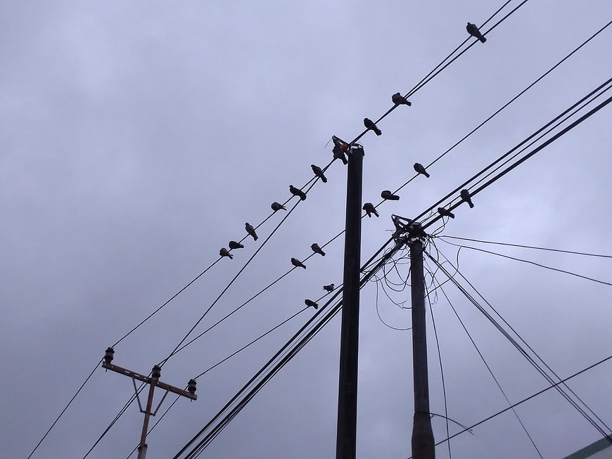 Silhouettes of birds perched on power lines against gray sky