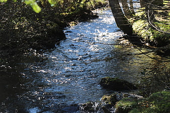 Sunlit forest stream flowing through mossy woods